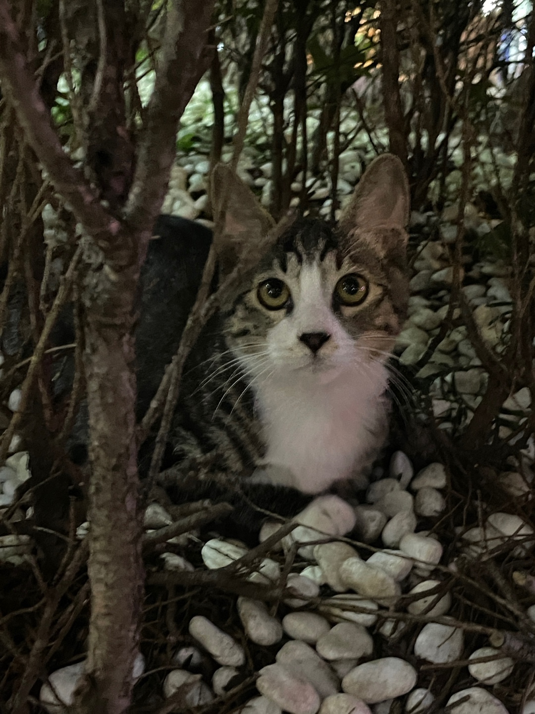 올려다보는 냥이